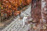 Hundejakke, trendy, lækker & grøn (vand- & vindafvisende)
