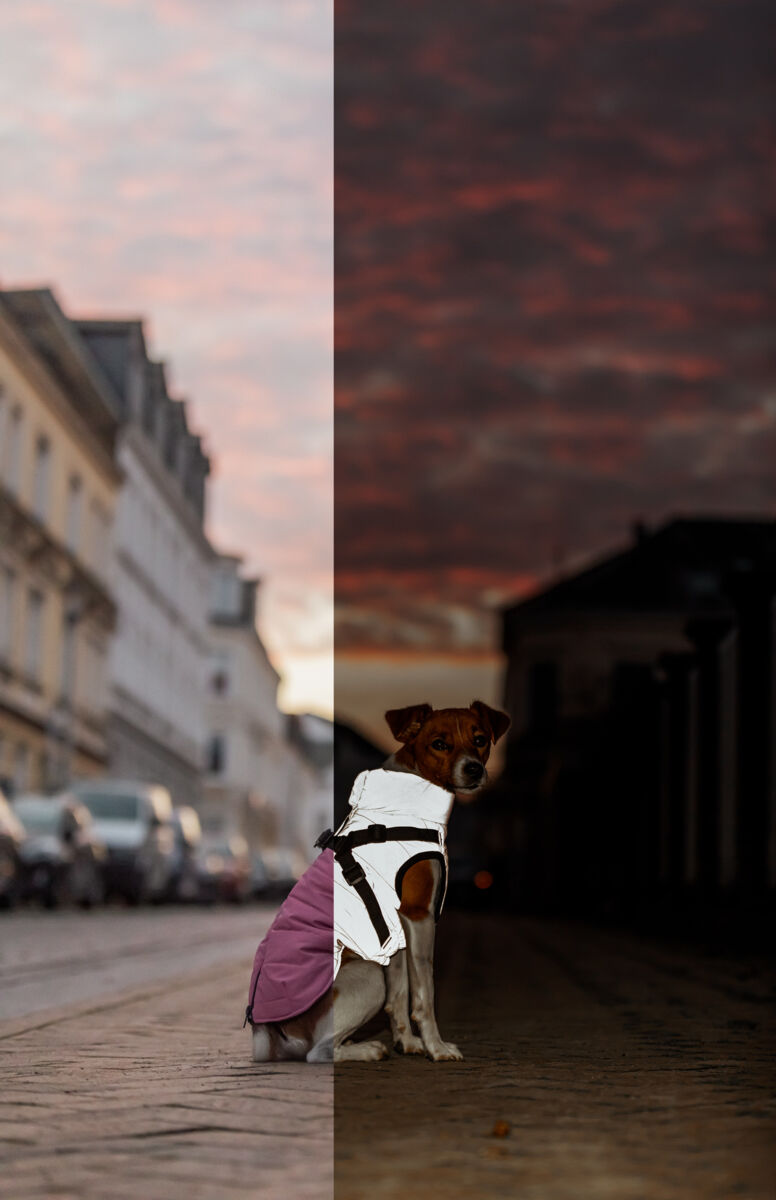 Hunde vinterjakke REFLEKS med sele LILLA (varm & vandtæt)