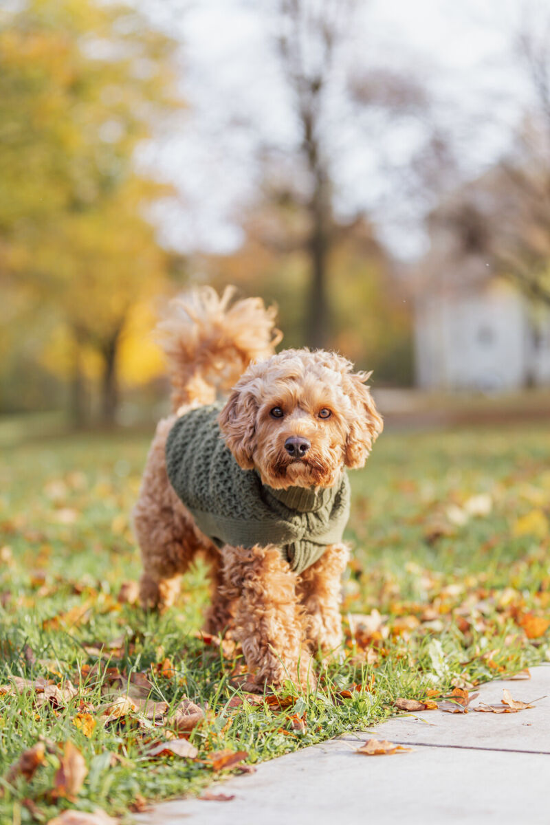 Hundetrøje, oliven grøn, Pullover Norwood