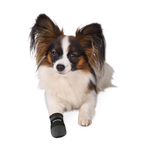 En hund med Walker Care Hundestøvler, 2-pak lægger sig på hvid baggrund.