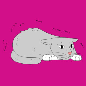 Stress & nervøsitet hos katte