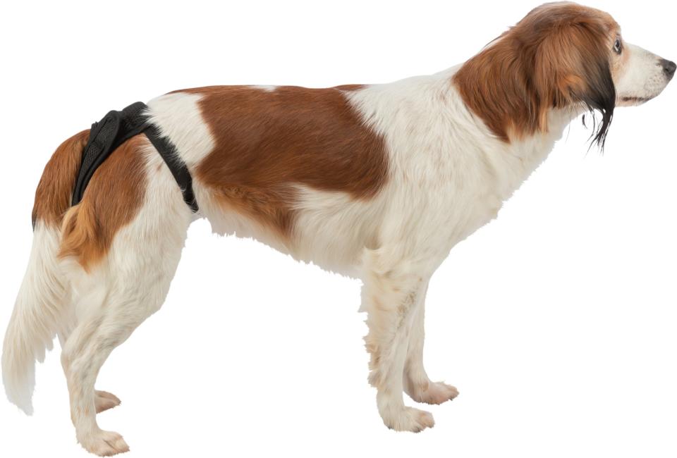 Løbetidsbukser til din hund, med velcro