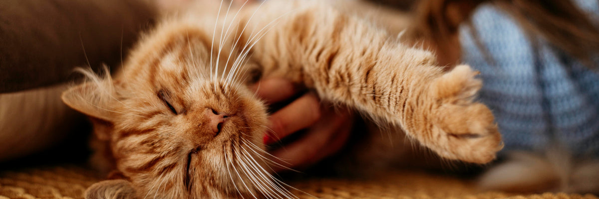 blogindlæg og artikler om katte