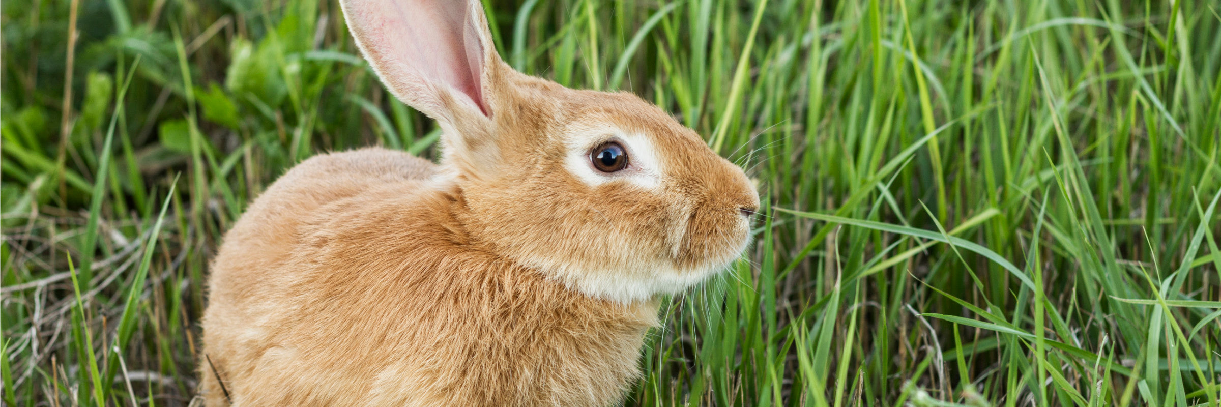 Blogindlæg og artikler om kaniner og andre gnaver