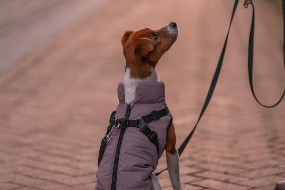 Hunde vinterjakke REFLEKS med sele LILLA (varm & vandtæt)
