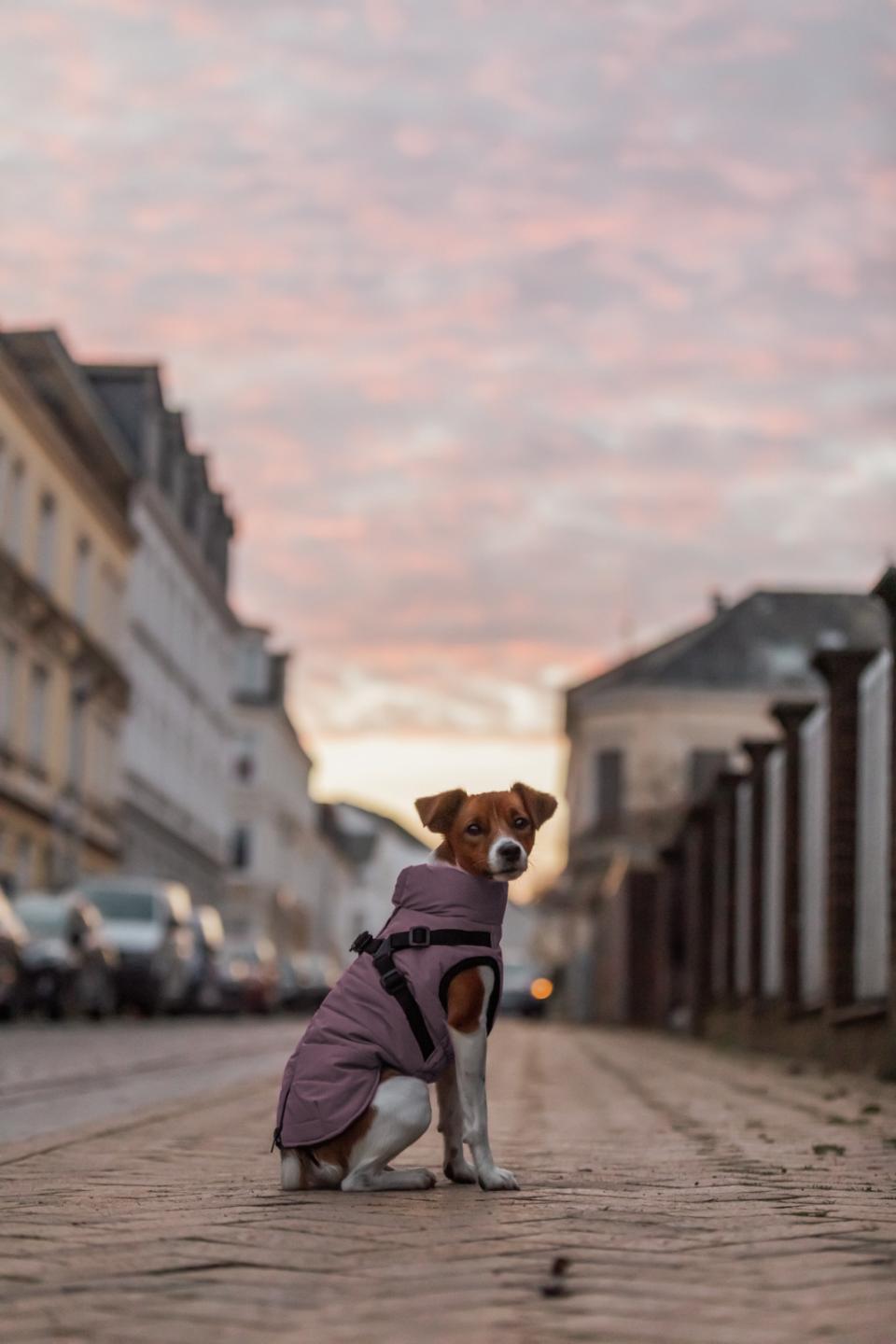 Hunde vinterjakke REFLEKS med sele LILLA (varm & vandtæt)