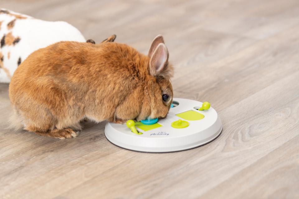 Kaninspil, flip board, aktivitet til snacks