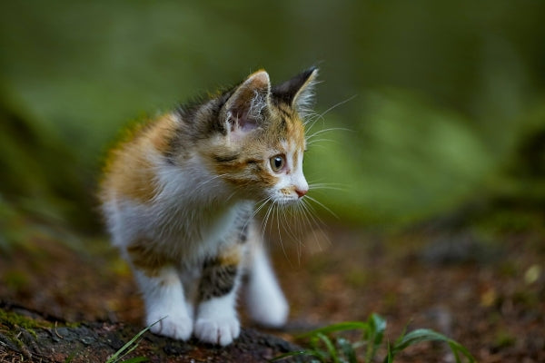 Essential Killing, Little Lion, kornfrit kattemad