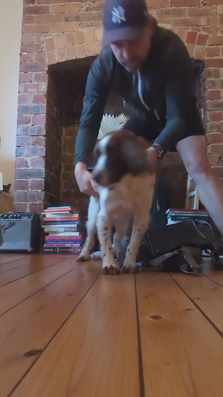 Ruffwear Hitch Hiker Backpack – Hunderygsæk til aktive hundeejere