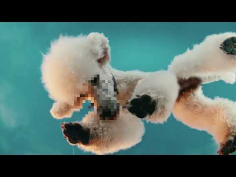 Bozita Purely Puppy & Junior Elk Large – Kornfrit hvalpefoder med elg fra Sverige