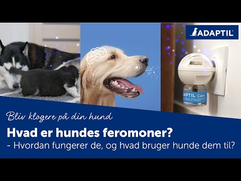 Adaptil Transport Spray – Tryghed til hunden på farten