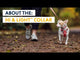 Hi & Light Collar fra Ruffwear – perfekt til aktive hunde