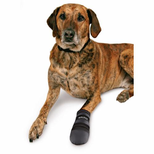 En hund lægger sig på en hvid baggrund iført Walker Care Hundestøvler 2-pak.
