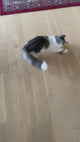 TILBUD Katte legetøjs bold med 100% fyldt med Økologisk Catnip