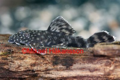 Sugemalle Ancistrus