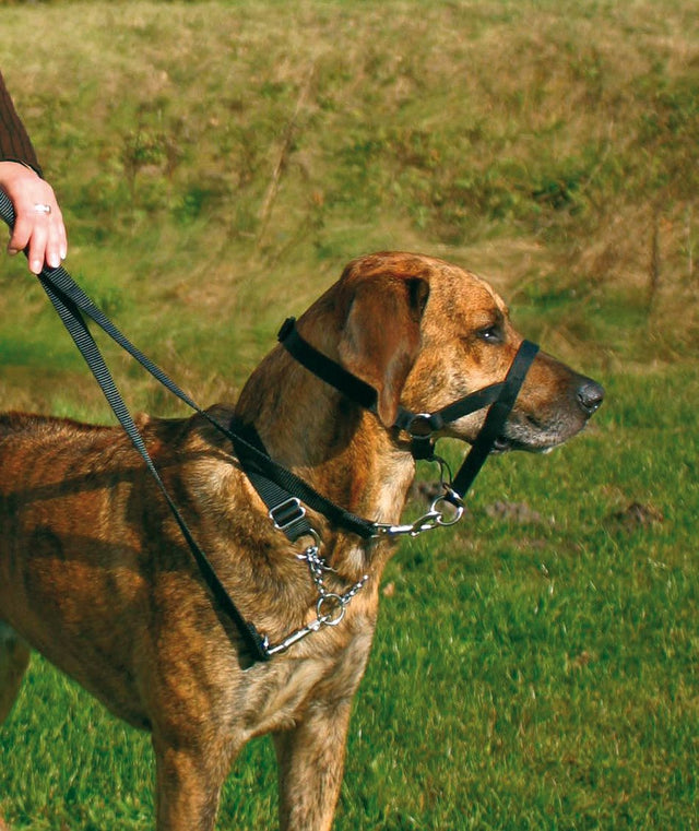 En person, udstyret med Top Trainer-udstyr, går tur med hund i snor ved hjælp af Trixie træningsseletøj.