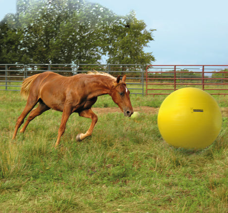 A Jolly pets Heste Bold 100 cm - Maximus Power Play Ball løber på en mark med en gul bold.