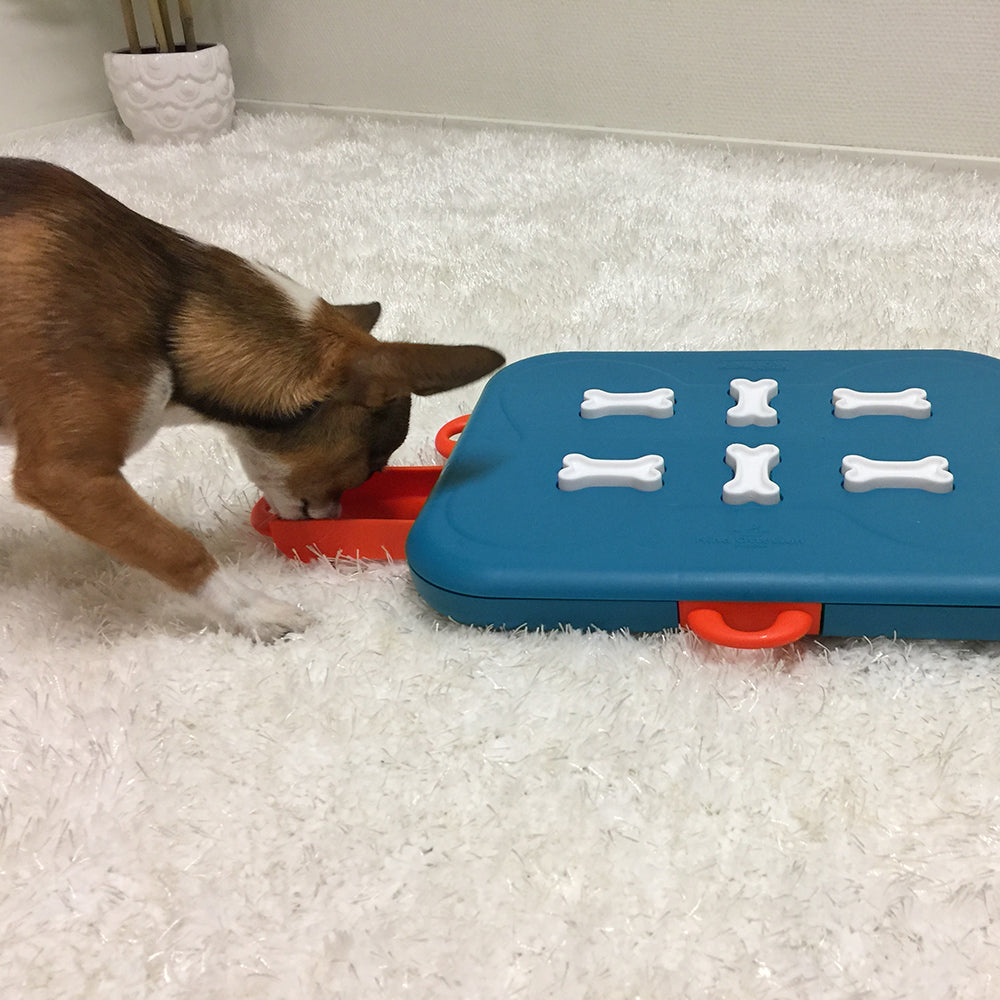 En sværhedsgrad 3 chihuahua hund leger med et Aktivitetslegetøj "casino" - til hunde og katte SV3 legetøjsboks af Nina Ottosen.