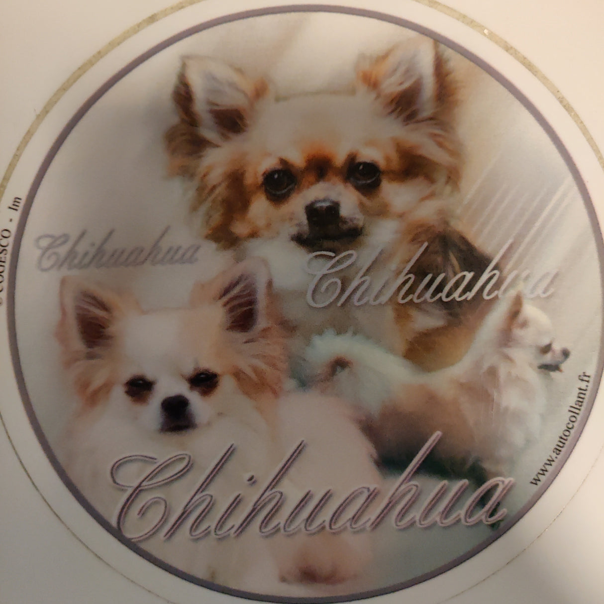 Chihuahua chihuahua Kw DEKAL RUND DELUXE chihuah.