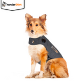 En Thundershirt-klædt hund, der oplever en angstfri Thundershirt til hunde kan berolige og afhjælpe angst.