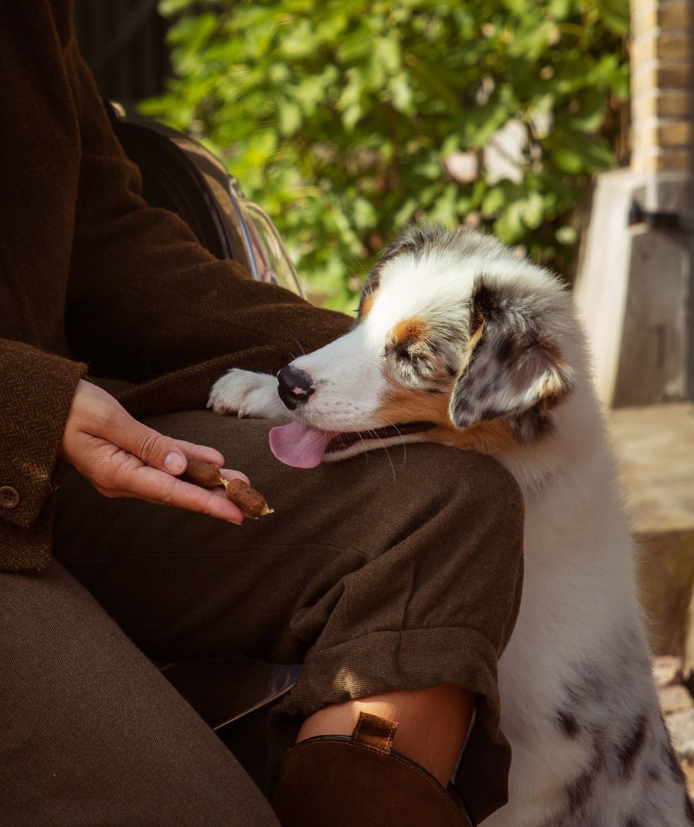 En kvinde kæler kærligt med en hund, mens hun fodrer den ESSENTIAL fineste laks & persille små pølser (laks & persille) 20 stk fra mærket Essential.