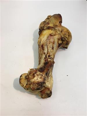 Et billede af en Gigant okseben af Akudim, der ligner en kæmpe knogle, på en hvid overflade, muligvis tilhørende en dinosaur eller en hund.