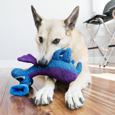 En hund leger med en Kong Woozles Rosa, et farvestrålende udstoppet legetøj lavet af forskellige materialer.