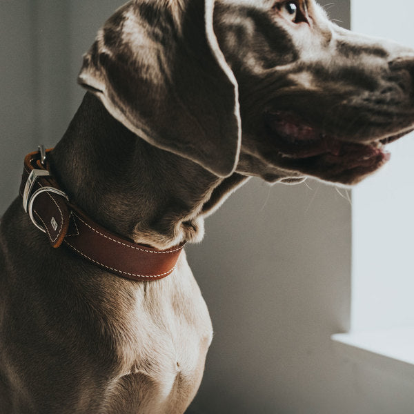 En brun hund iført Hunter Hundehalsbånd lavet af ægte blødt ko læder i farven COGNAC.