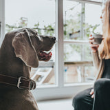 En kvinde sidder foran et vindue med en hund iført et Hundehalsbånd fra Hunter, lavet af ægte blødt ko læder i farven SORT og kigger ud.