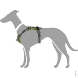 En greyhound iført en Hundesele fra Hunter, Divo - Grøn/Grå.
