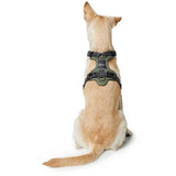 Divo, en hund iført Hundesele fra Hunter sele i grønt og gråt.