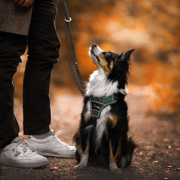 En person, der holder en Hunter-snor med en hund på.