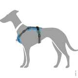 En greyhound iført Hundesele fra Hunter, Divo - Lyseblå/Grå sele.