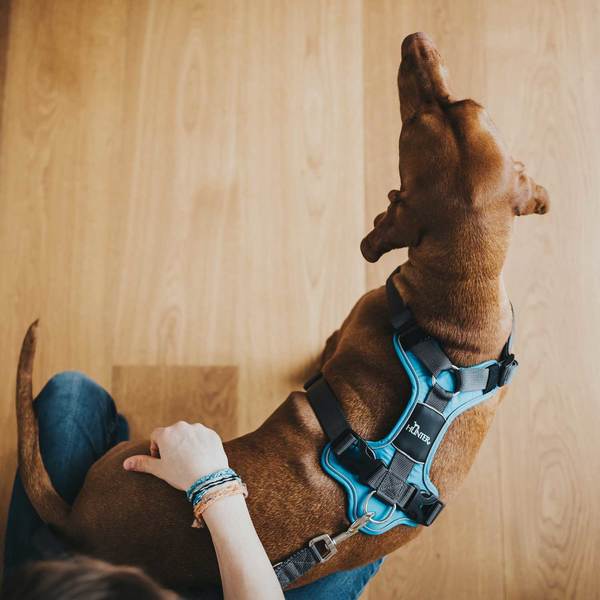 En person, der sidder på gulvet med en hund iført Hundesele fra Hunter, Divo - Lyseblå/Grå.