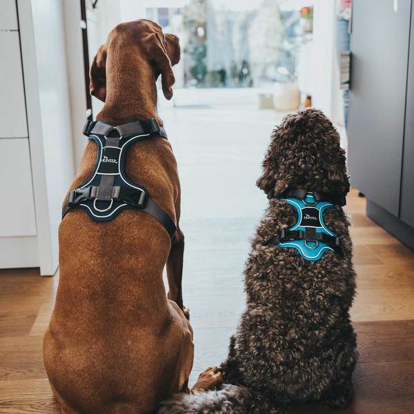 To hunde iført Hundesele fra Hunter, Divo - Grå/Grå seler kigger på hinanden.