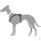 En greyhound hund iført en Hundesele fra Hunter, Divo - Grå/Grå fra Hunter.