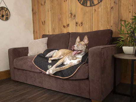 En Scruffs-hund, der ligger på en brun sofa foran et ur.