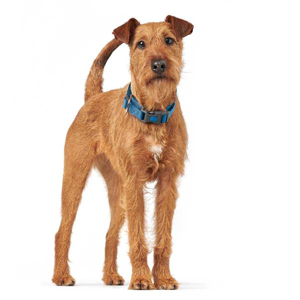 En brun hund iført Hunter Hundehalsbånd fra Hunter, London, god til hvalpe - Blå i London.