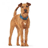 En brun hund iført Hunter Hundehalsbånd fra Hunter, London, god til hvalpe - Blå i London.