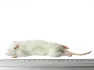 En hvid rotte liggende oven på en lineal (produktnavn: Mus, Frostfoder) kan købes online hos Skovlunde fra mærket peter andersen aps.