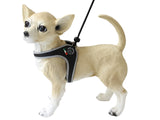 Chihuahua iført Tre Ponti Hundesele, sort, med strop, en slidstærk hundesele lavet med slidstærke materialer.