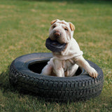 En hvid shar-pei hund leger med en KONG Dæk - Ekstremt slidstærkt Hundelegetøj, et Kong legetøj.