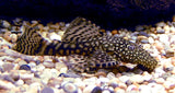 Sugemalle Ancistrus
