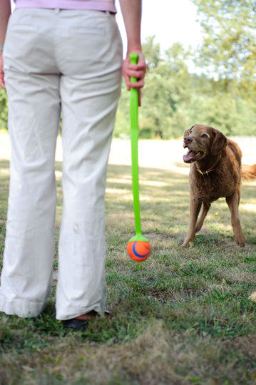 En hund leger med en frisbeeformet Chuckit Ultra Ball (meget stærk gummi) Stor 1 stk.