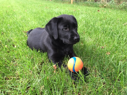 En sort labrador-hvalp lægger sig i græsset med en Chuckit Ultra Ball.