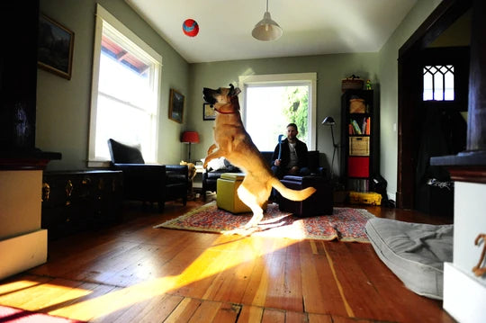 En hund fanger Chuckit Indoor Ball i en stue.