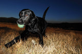 En sort hund med en Chuckit Max Glow-bold i munden.
