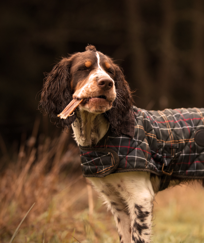 En hunde i en plaid jakke står på en mark og nyder Essential Beef Delights 10STK - 100% Tørret oksekød, intet andet.