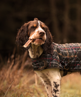 En hunde i en plaid jakke står på en mark og nyder Essential Beef Delights 10STK - 100% Tørret oksekød, intet andet.