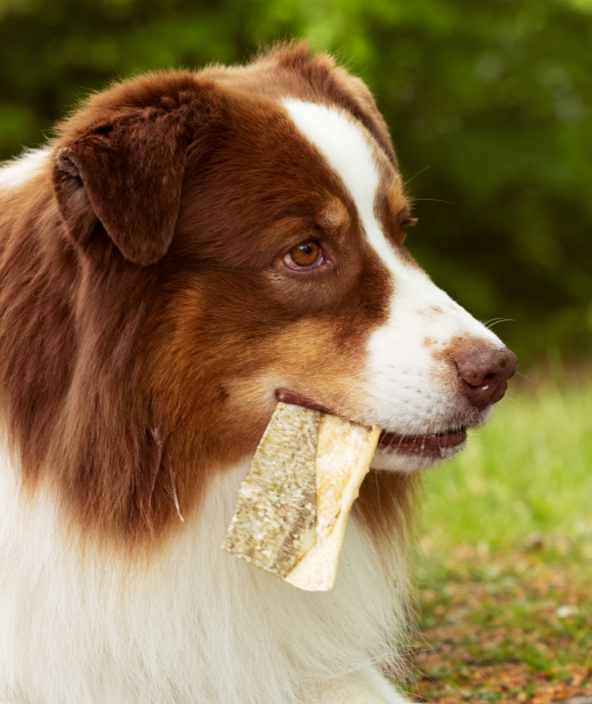 En brun og hvid hund med en solsnack i munden, bestående af ESSENTIELLE islandske fiskelækkerier - gemme lækre hundesnacks, en protein- og vitaminrig godbid.